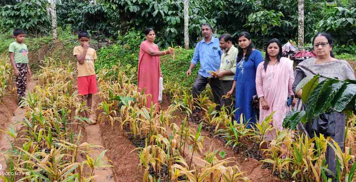 കാര്‍ഷിക വികസന കര്‍ഷകക്ഷേമ വകുപ്പിന്റെ നേതൃത്വത്തില്‍ രോഗവ്യാപനമുള്ള ജില്ലയിലെ ഇഞ്ചി കൃഷിയിടങ്ങളില്‍ വിദഗ്ധ സംഘം സന്ദര്‍ശനം നടത്തി