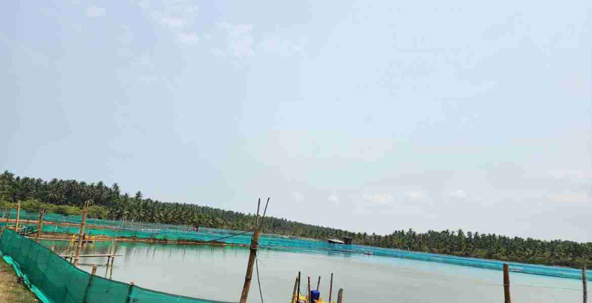 തിരുവങ്ങൂര്‍ സ്വദേശി അംബരീഷിന്റെ ചെമ്മീൻ കൃഷി