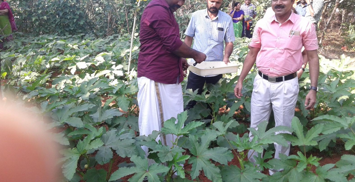 കളക്ടറേറ്റിലെ  പച്ചക്കറി തോട്ടത്തില്‍ പച്ചക്കറികളുടെ  വിളവെടുപ്പ് ജില്ലാകളക്ടര്‍ ജീവന്‍ബാബു കെ നിര്‍വ്വഹിക്കുന്നു.