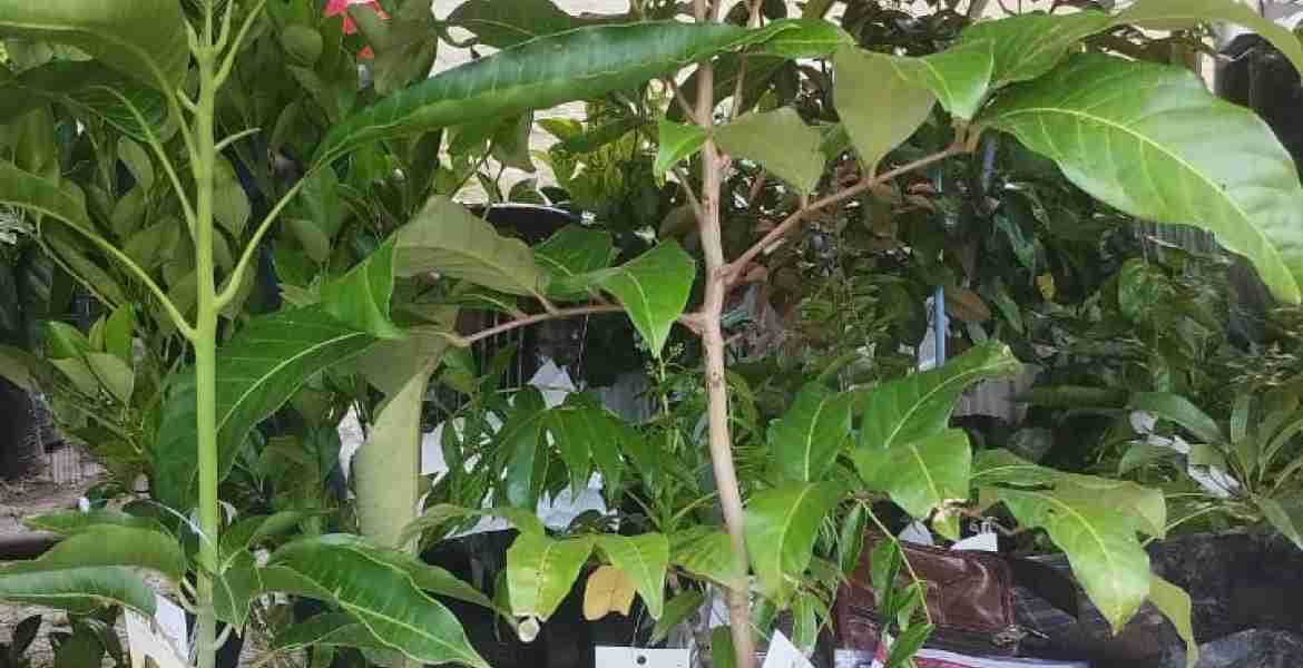  ഫ്രൂട്ട് ഗ്രാമം പദ്ധതിക്കായി എത്തിച്ചിരിക്കുന്ന  ഫലവൃക്ഷ തൈ