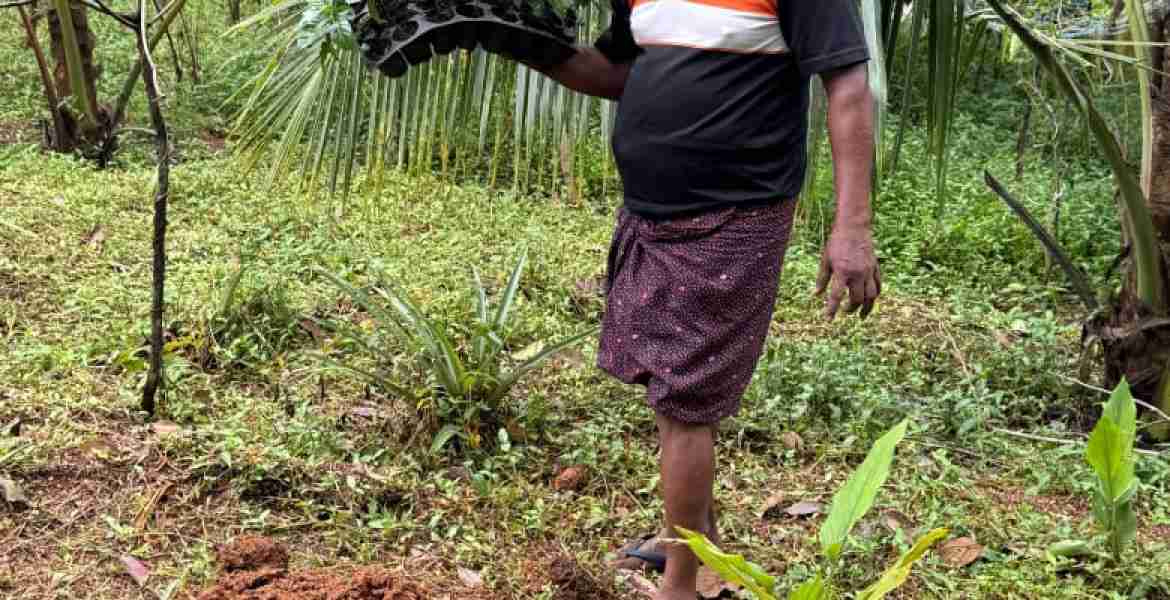 റോബസ്റ്റ കാപ്പി തൈയുമായി കൊടുമണ്‍ ഗ്രാമപഞ്ചായത്തിലെ കര്‍ഷകന്‍ ജോസ്