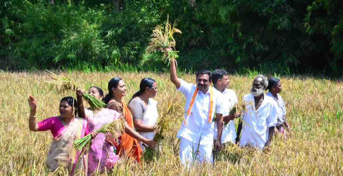 തുമ്പമണ്‍ ഗ്രാമപഞ്ചാത്തിന്റെയും വിജയപുരം മാവര പാടശേഖര സമിതിയുടെയും സംയുക്ത ആഭിമുഖ്യത്തില്‍ സംഘടിപ്പിച്ച കൊയ്ത്തുത്സവം ആന്റോ ആന്റണി എംപി ഉദ്ഘാടനം ചെയ്യുന്നു
