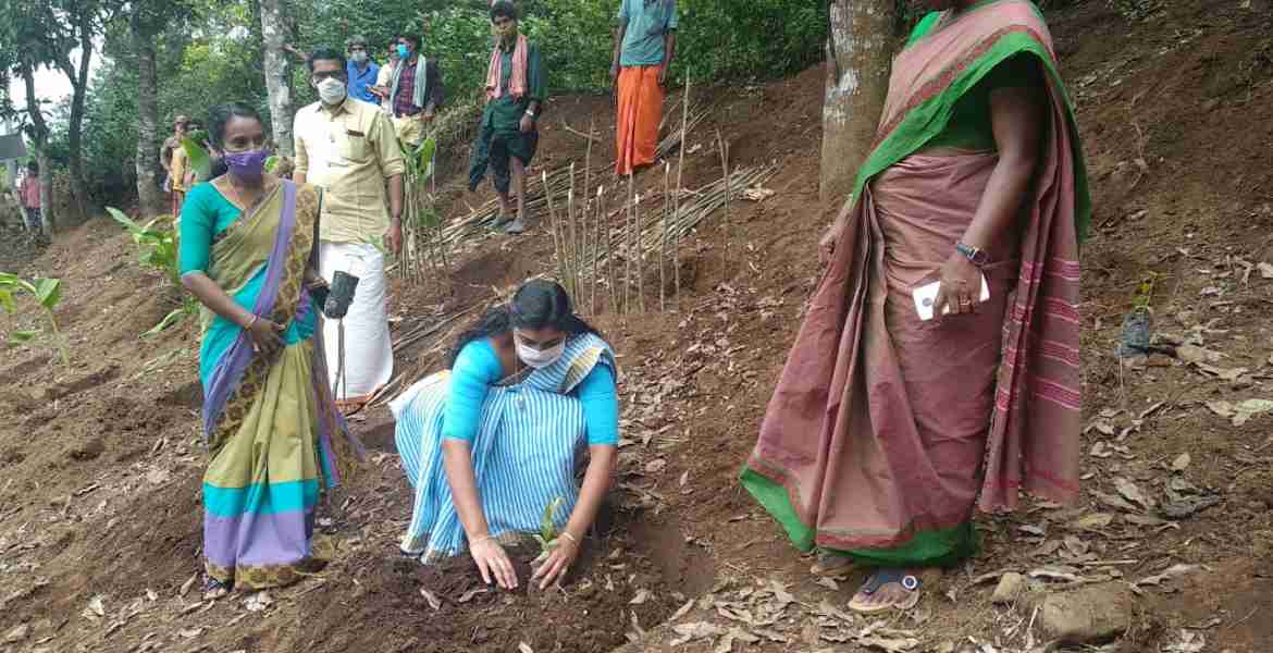മുതുവാന്‍ക്കുടി ആദിവാസി കോളനിയില്‍ മരത്തൈ നട്ട് പരിസ്ഥിതി ദിനാചരണം ഗ്രാമപഞ്ചായത്ത് പ്രസിഡന്റ് ടിസ്സി ബിനു ഉദ്ഘാടനം ചെയ്യുന്നു.