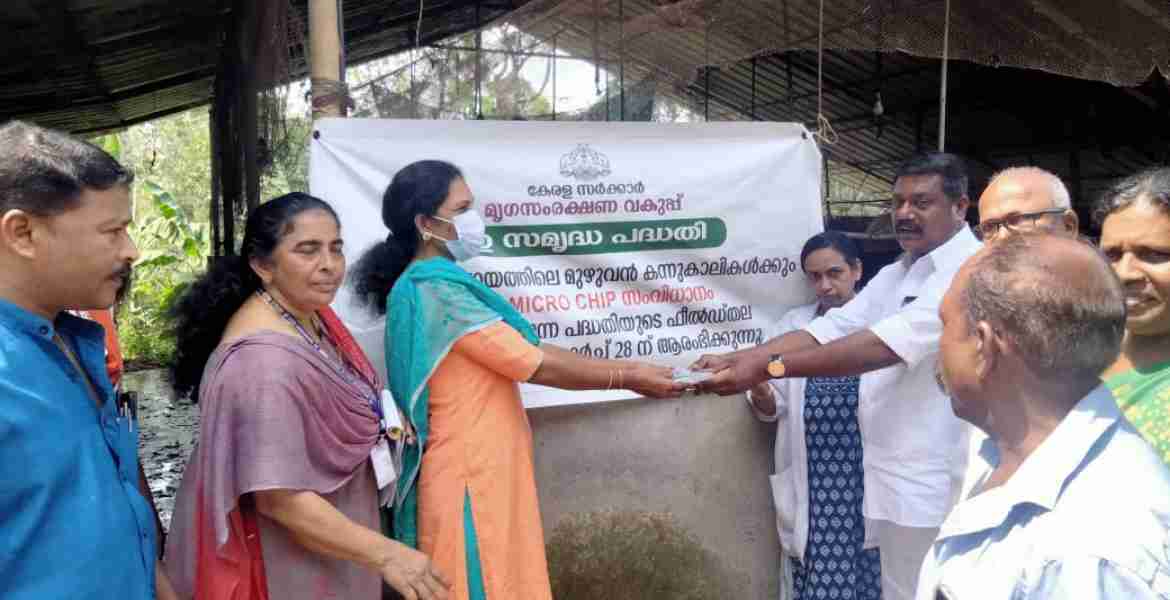 ഫോട്ടോ അടിക്കുറിപ്പ്: ആര്‍എഫ്‌ഐഡി കുറ്റൂര്‍ - കന്നുകാലികള്‍ക്ക് ആര്‍എഫ്‌ഐഡി ചിപ്പ് ഏര്‍പ്പെടുത്തുന്നതിന്റെ  ഉദ്ഘാടനം ഗ്രാമപഞ്ചായത്ത് പ്രസിഡന്റ്  കെ. ജി സഞ്ജു  നിര്‍വഹിക്കുന്നു.