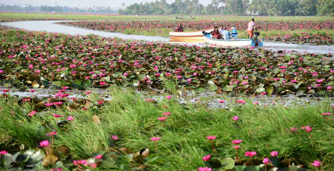മലരിക്കലിലെ ആമ്പൽപ്പാടം