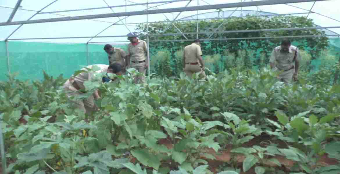 പച്ചക്കറി കൃഷിപരിപാലനത്തില്‍ ഏര്‍പ്പെട്ടിരിക്കുന്ന രാജക്കാട് പോലീസ് ഉദ്യോഗസ്ഥര്‍