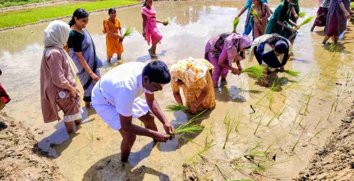 മീനങ്ങാടി കുടുംബശ്രീ സിഡിഎസിൻ്റെ നേതൃത്വത്തിൽ സംഘടിപ്പിച്ച ‘കമ്പളനാട്ടി’  നടീൽ ഉത്സവം