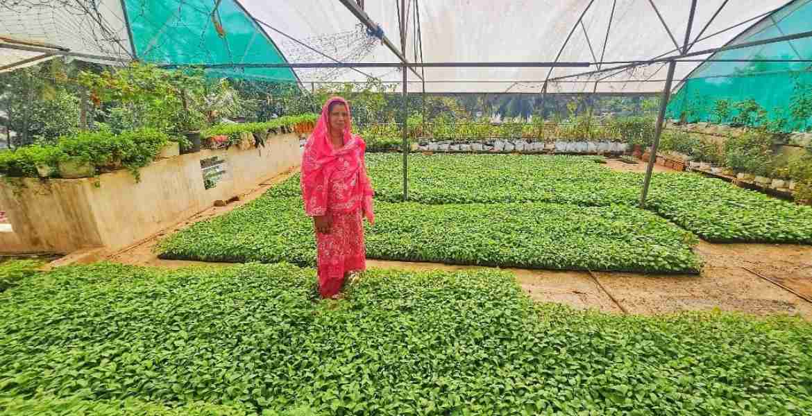 പഞ്ചായത്ത് ജനകീയ ആസൂത്രണ പദ്ധതി പ്രകാരം നാറാത്ത് പഞ്ചായത്തിലെ ആയിഷ എന്ന കർഷക  നട്ടുവളർത്തിയ പുതിന കൃഷി