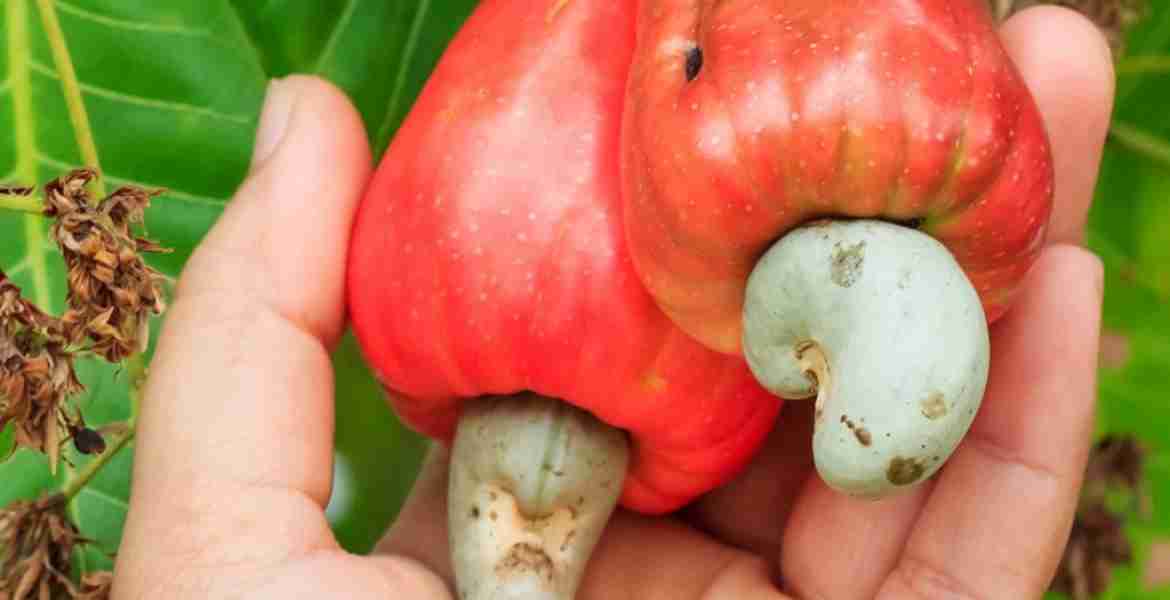 cashew