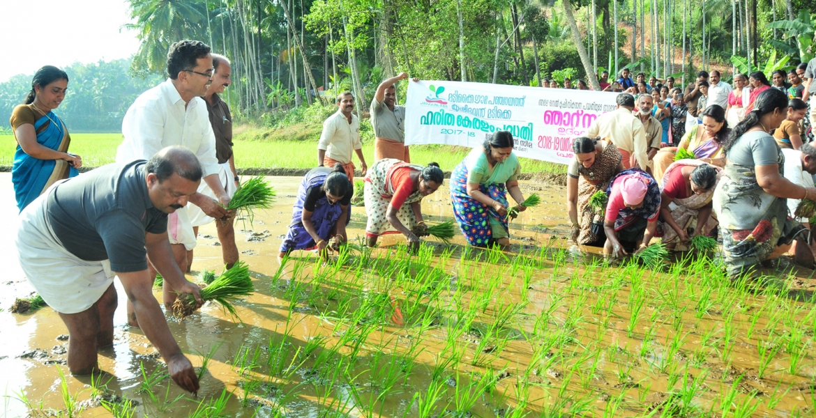 മടിക്കൈ ഗ്രാമ പഞ്ചായത്തിന്റെയും കാര്‍ഷിക ക്ഷേമവകുപ്പിന്റെയും സംയുക്താഭിമുഖ്യത്തില്‍ ഹരിത കേരളം പദ്ധതിയുടെയും സമഗ്രനെല്‍കൃഷി വികസന പദ്ധതിയുടെയും ഭാഗമായി നാദക്കോട്ട് വയലില്‍ ഞാറുനടീലിന്റെ ഉദ്ഘാടനം ഹരിത കേരളം മിഷന്‍ ഡയറക്ടര്‍ ഡോ.ടി.എന്‍ സീമ നിര്‍വഹിക്കുന്നു.