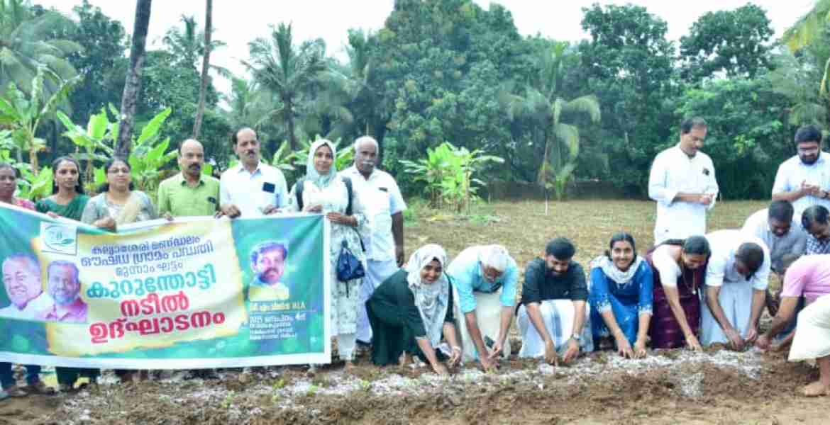 കല്ല്യാശ്ശേരി നിയോജക മണ്ഡലം ഔഷധ ഗ്രാമം പദ്ധതിയുടെ ഭാഗമായുള്ള മൂന്നാംഘട്ട കുറുന്തോട്ടി കൃഷിയുടെ നടീൽ ഉദ്ഘാടനം കുഞ്ഞിമംഗലം താമരം കുളങ്ങര കൈതപ്രത്ത് തറവാട് ക്ഷേത്രത്തിന് സമീപം   എം വിജിൻ എം എൽ എ നിർവ്വഹിക്കുന്നു