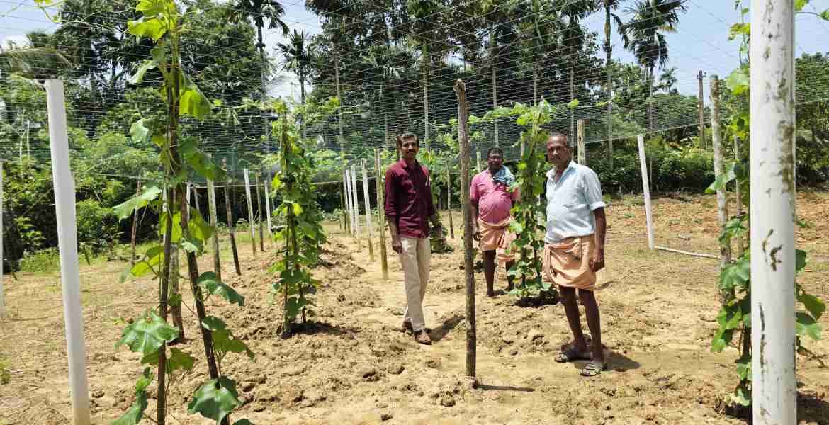 സമഗ്ര പച്ചക്കറി ഉദ്പാദനയജ്ഞത്തിന്റെ ഭാഗമായി പച്ചക്കറിക്കൃഷി നടത്തുന്ന കൃഷിയിടം