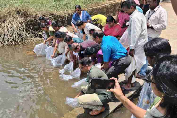 പമ്പാ നദിയില്‍ മത്സ്യകുഞ്ഞുങ്ങളെ നിക്ഷേപിക്കുന്നു
