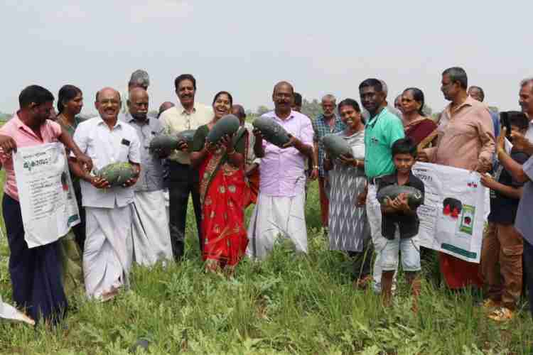 പള്ളിപ്പുറം - ആലപ്പാട് കോൾ സഹകരണസംഘം പാടശേഖരത്തിൽ നടത്തിയ തണ്ണിമത്തൻ കൃഷിയുടെ വിളവെടുപ്പ് ഉദ്ഘാടനം   സി സി മുകുന്ദൻ എംഎൽഎ  നിർവഹിക്കുന്നു