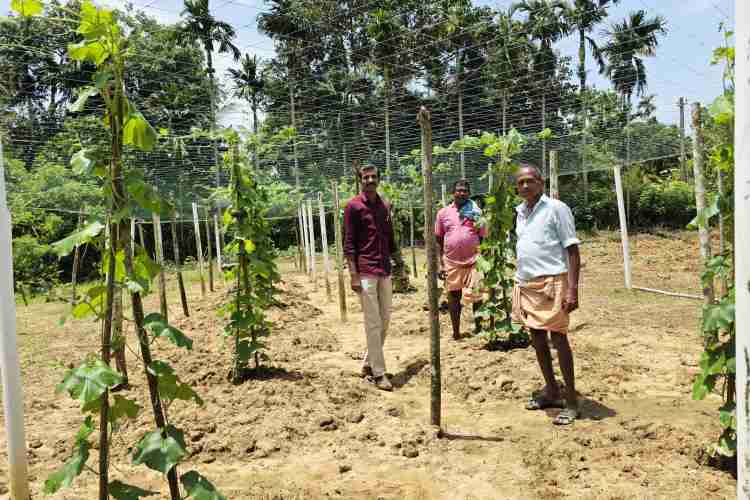 സമഗ്ര പച്ചക്കറി ഉദ്പാദനയജ്ഞത്തിന്റെ ഭാഗമായി പച്ചക്കറിക്കൃഷി നടത്തുന്ന കൃഷിയിടം