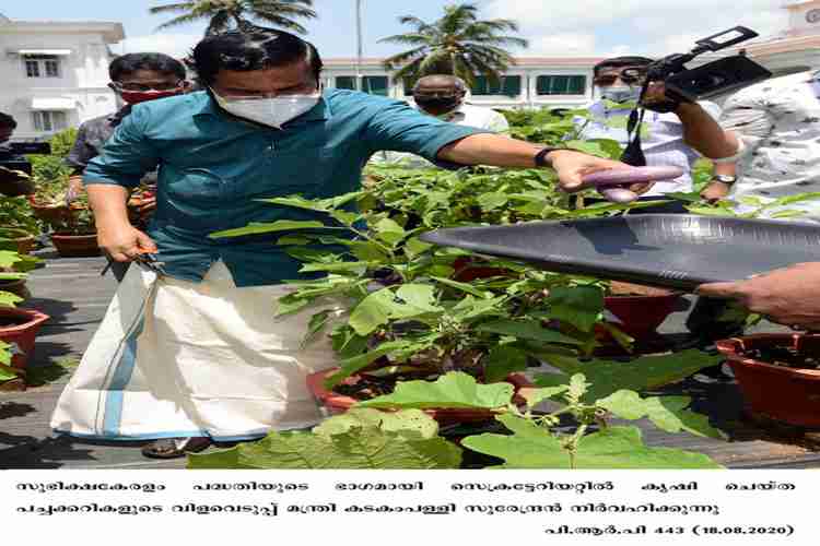 Subhiksha Keralam vegetable harvesting at Secretariat